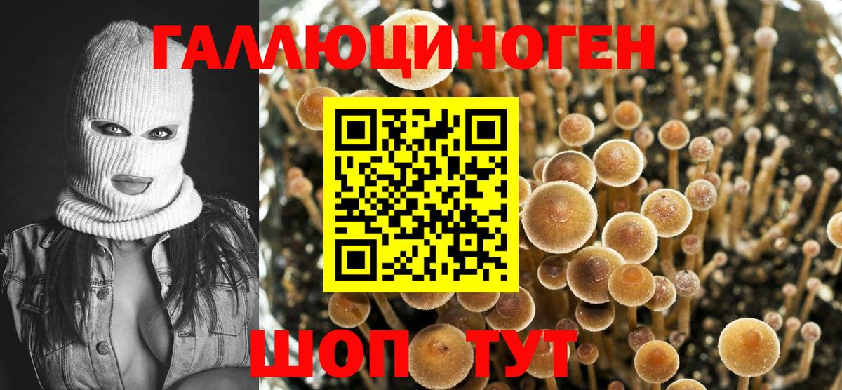 где купить   Псилоцибиновые грибы GOLDEN TEACHER  Вход с VPN  Кизилюрт 